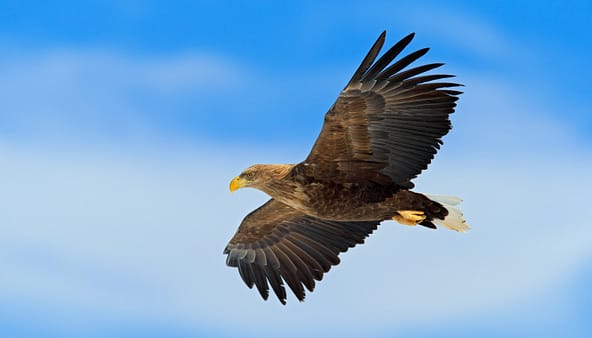 Vol de l'Aigle pour le Voyage Chamanique sur les Ailes de l'Aigle